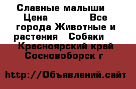 Славные малыши! › Цена ­ 10 000 - Все города Животные и растения » Собаки   . Красноярский край,Сосновоборск г.